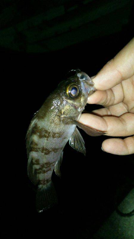 ちょっとテクニカルな豆アジでした(笑)