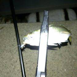 雨上がりアジング!