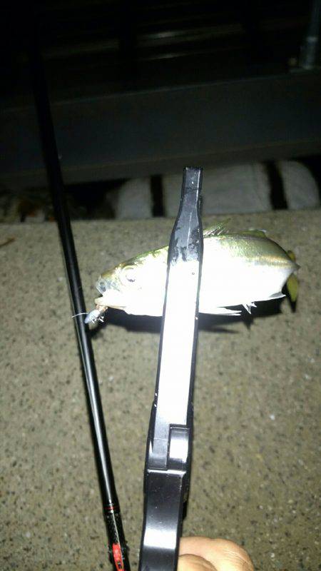 雨上がりアジング!