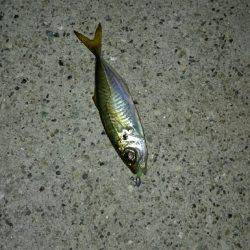 暴風アジングっ！！