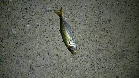 暴風アジングっ！！