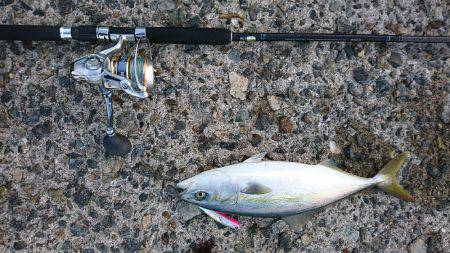 朝マズメ 楽しめました♪