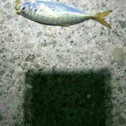 まだまだですな。