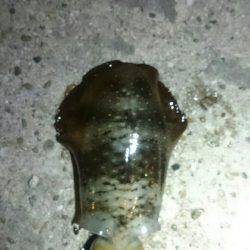 台風前に何とか。