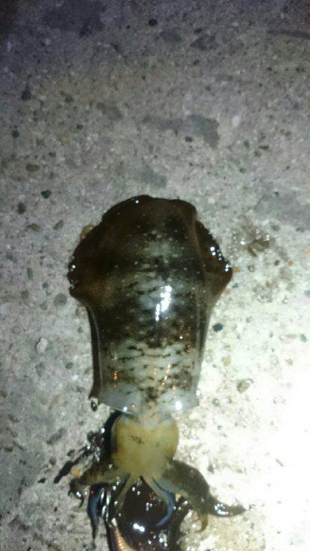 台風前に何とか。