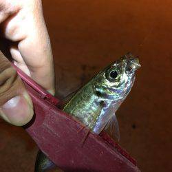 どうなってしまった。