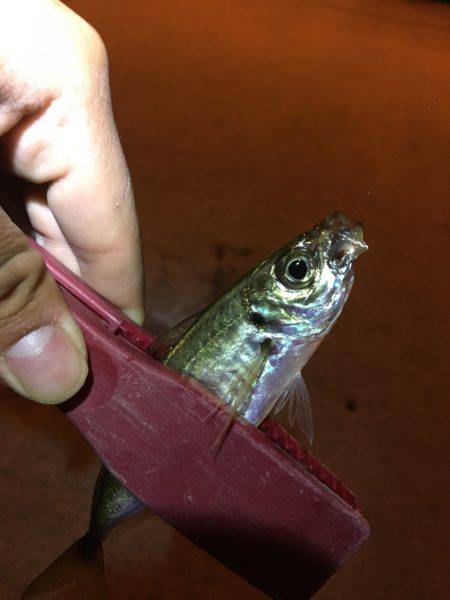 どうなってしまった。