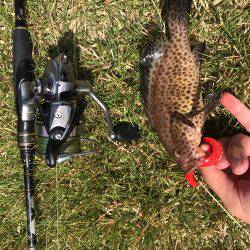 グルーパー٩( ‘ω’ )و