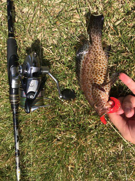 グルーパー٩( ‘ω’ )و