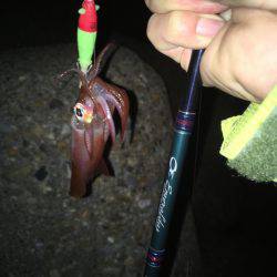 ケンサキイカゲーム♪