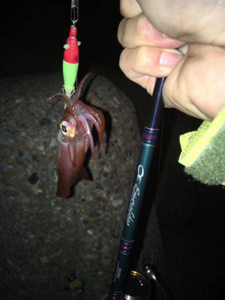 ケンサキイカゲーム♪