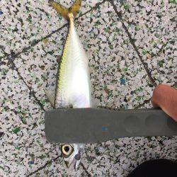 アジング時々サヨリング