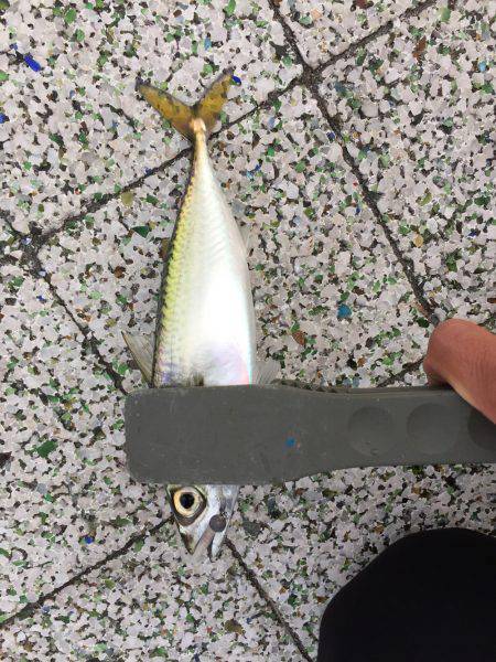 アジング時々サヨリング