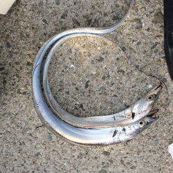 タチウオ、ツバス、アジ