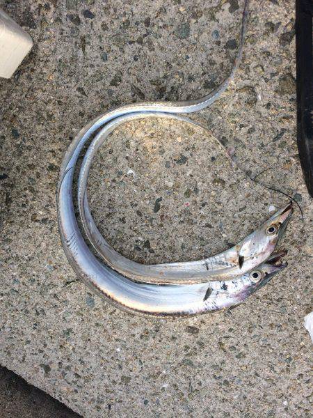 タチウオ、ツバス、アジ