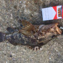 久々の白杉・・・