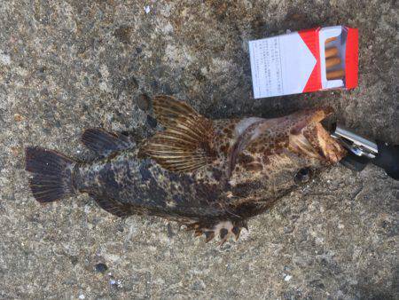 久々の白杉・・・