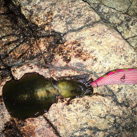 アオリ新子調査！