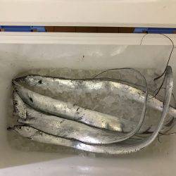 夕まずめ時合スタート