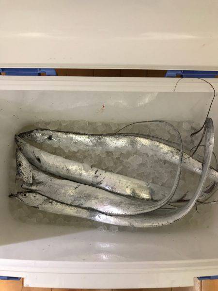 夕まずめ時合スタート