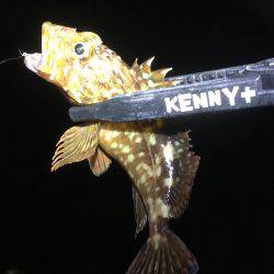 アジのレンジを探せ!