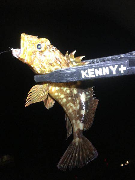 アジのレンジを探せ!