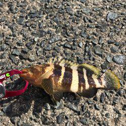 リハビリエギング