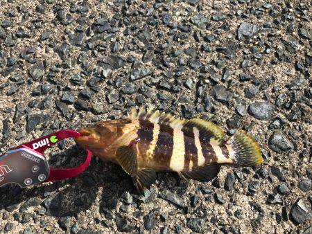 リハビリエギング