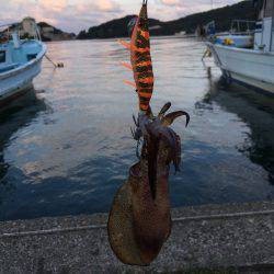 エギング アオリ コウイカ