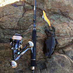 アオリ新子調査2！