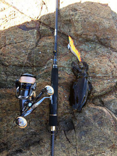 アオリ新子調査2！