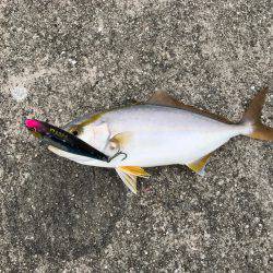 朝マヅメ釣行③