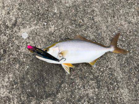 朝マヅメ釣行③