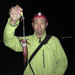 夜中ケンサキイカゲーム