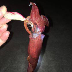 ライトエギング、ケンサキイカ