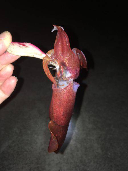 ライトエギング、ケンサキイカ