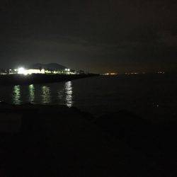 こましなアオリイカ