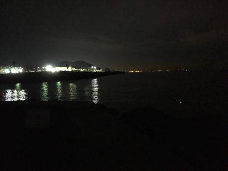 こましなアオリイカ