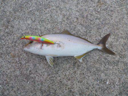 淡路島タチウオ・青物釣行