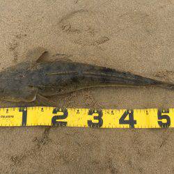 四日市サーフ マゴチ