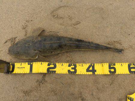 四日市サーフ マゴチ