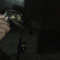 アジング…のはずが？