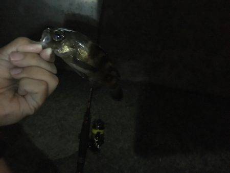 アジング…のはずが？