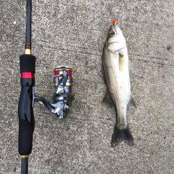 朝まずめ短時間釣行