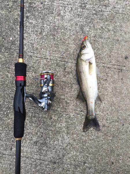 朝まずめ短時間釣行