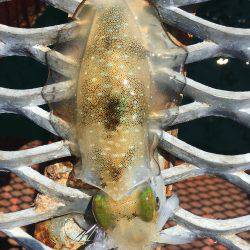 今日もハマチからのアオリイカ❗️