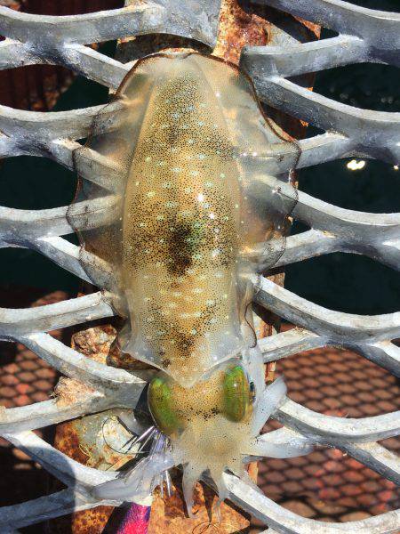 今日もハマチからのアオリイカ❗️