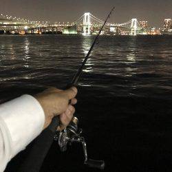 サヨリがらたくさんいました。