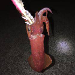 ケンサキまだ釣れます