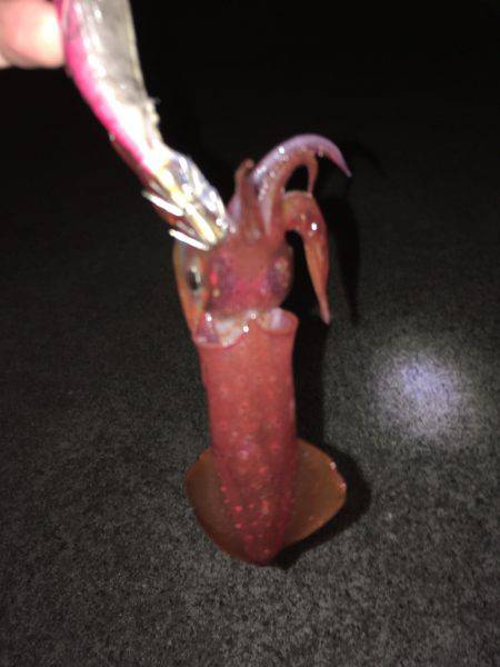 ケンサキまだ釣れます